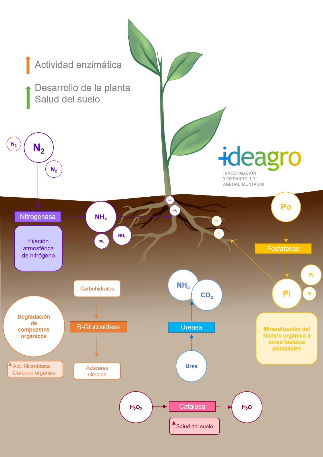 La actividad enzimática, clave para conocer la salud del suelo Ideagro La actividad enzimática, clave para conocer la salud del suelo Ideagro