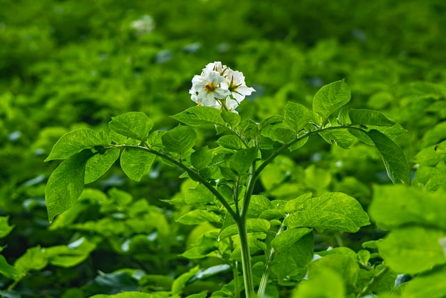 El poder de los bioestimulantes en la floración
